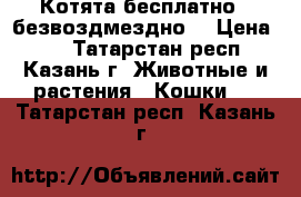 Котята бесплатно , безвоздмездно) › Цена ­ 5 - Татарстан респ., Казань г. Животные и растения » Кошки   . Татарстан респ.,Казань г.